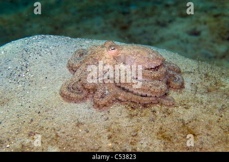Bras long des Caraïbes Poulpe (Octopus defilippi) photographié à Singer Island, FL. Banque D'Images