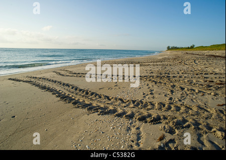 Tortue de mer loggerhead (Caretta caretta), coquilles d'œufs et de nids sur la plage Juno, en Floride. Banque D'Images