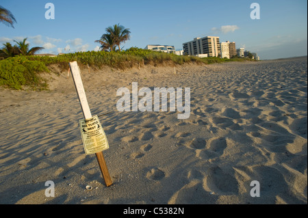 Tortue de mer loggerhead (Caretta caretta), coquilles d'œufs et de nids sur la plage Juno, en Floride. Banque D'Images