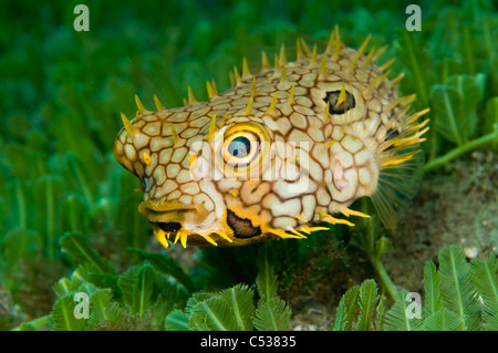 Burrfish Web Chilomycterus antillarum nage plus d'algues dans l'entrée de Palm Beach, en Floride. Banque D'Images