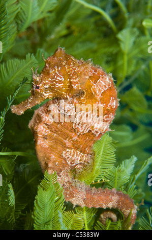 Hippocampes Hippocampus erectus repose bordée d'algues dans les Singer Island, FL Banque D'Images