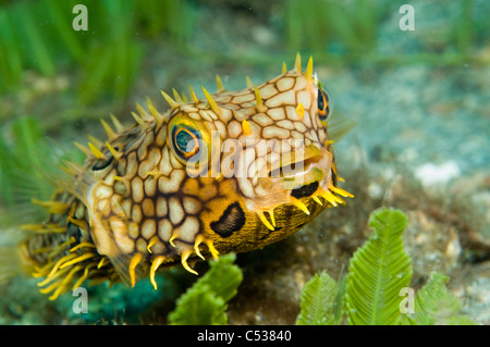 Burrfish Web Chilomycterus antillarum nage plus d'algues dans l'entrée de Palm Beach, en Floride. Banque D'Images