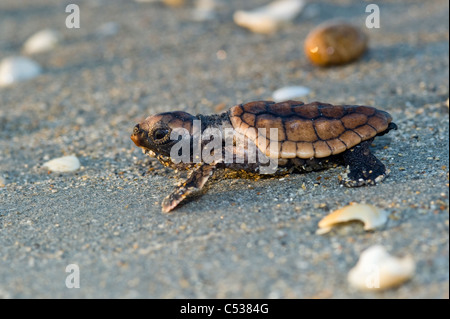 La tortue de mer loggerhead (Caretta caretta) sur le chemin de l'Océan Atlantique après l'éclosion à Juno Beach, FL. Banque D'Images