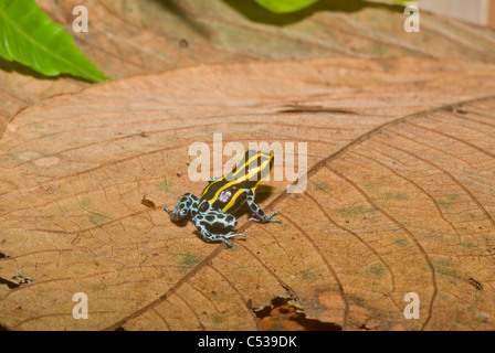 Noir et jaune poison dart frog (Dendrobates ventrimaculatus) dans le bassin amazonien du Pérou Banque D'Images