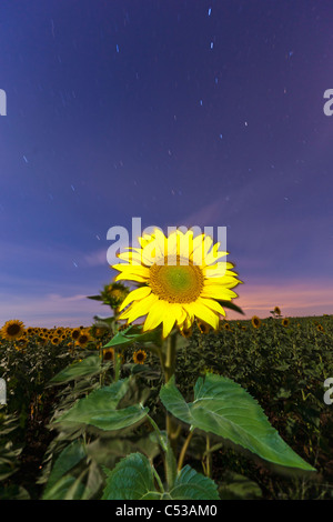 La nuit, tournesol Portugal Alentejo Banque D'Images