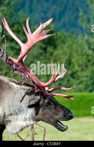 Profil des caribous de la toundra, un taureau avec effusion de velours de cerf, Alaska Wildlife Conservation Center, Alaska. Prisonnier Banque D'Images