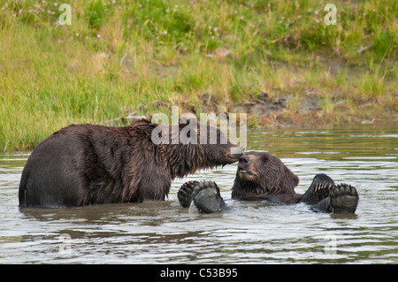 Ours brun jouer dans un étang à l'Alaska Wildlife Conservation Center, Southcentral Alaska, l'été Banque D'Images