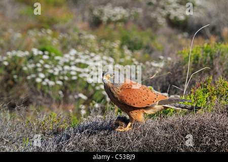 Rupicolus rock crécerelle (Falco) (Falco tinnunculus) assis sur sa proie . Banque D'Images