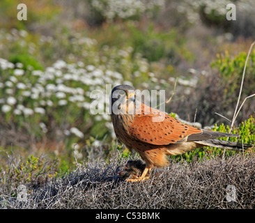 Rupicolus rock crécerelle (Falco) (Falco tinnunculus) assis sur sa proie . Banque D'Images