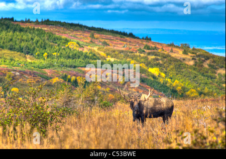 Vue panoramique d'un orignal mâle en rut près de col Powerline Chugach State Park, dans le centre sud de l'Alaska, l'automne, l'image HDR. Banque D'Images