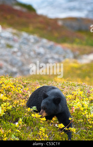 Un ours noir en quête de fruits rouges sur une colline près de la Harding Icefield Trail, Kenai Fjords National Park, Seward, Alaska Banque D'Images