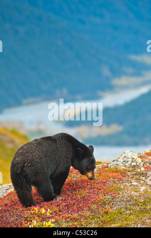 Un ours noir en quête de fruits rouges près de la Harding Icefield Trail près de la sortie Glacier, Kenai Fjords National Park, Seward, Alaska Banque D'Images