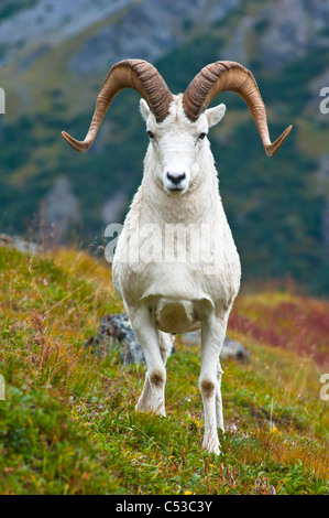 Close up d'un grand Dall ram debout sur la toundra d'automne près de la vallée de la rivière sauvage dans le parc national Denali, Alaska Banque D'Images