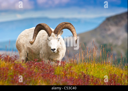 Close up d'un grand Dall ram debout sur la toundra d'automne près de la vallée de la rivière sauvage dans le parc national Denali, Alaska Banque D'Images