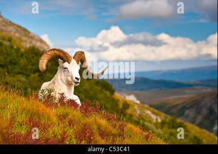 Ram Dall adultes reposant sur une colline sur la toundra d'automne près de la vallée de la rivière sauvage dans le parc national Denali, Alaska Banque D'Images