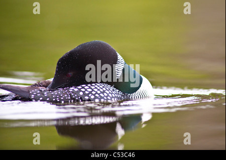 Close up of a Common Loon Plage toilettage son auto sur Lake, Chugach State Park, Southcentral Alaska, l'été Banque D'Images