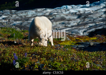 Le pâturage des chèvres de montagne près de Harding Icefield Trail avec Exit Glacier dans l'arrière-plan, Kenai Fjords National Park, Alaska Banque D'Images