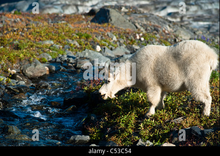 Le pâturage des chèvres de montagne sur les plantes à côté d'un ruisseau près de Harding Icefield Trail, Kenai Fjords National Park, Alaska Banque D'Images