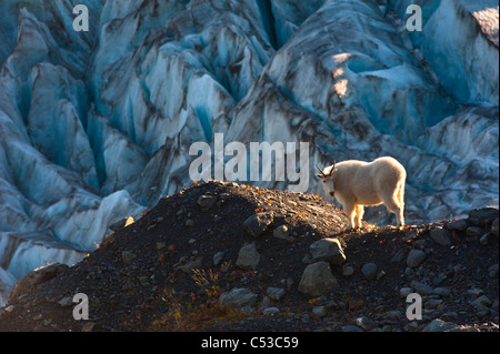 Le pâturage des chèvres de montagne près de Harding Icefield Trail avec Exit Glacier dans l'arrière-plan, Kenai Fjords National Park, Alaska Banque D'Images