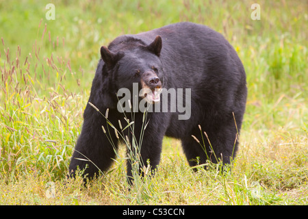 Un adulte Ours noir broute des herbes, Alaska Wildlife Conservation Center, Southcentral Alaska, l'été. Prisonnier Banque D'Images