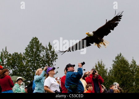 Un pygargue à tête blanche juste libéré par le maire Dan Sullivan monte sur une foule de spectateurs, oiseau du Festival d'automne du CMTC, Anchorage, Alaska Banque D'Images