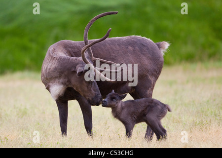 Un jour veau de Rennes est blottit par sa mère dans les champs, de l'Alaska Wildlife Conservation Center, Alaska. Prisonnier Banque D'Images