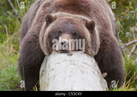 Une femelle grizzli repose paresseusement drapé sur un journal, Alaska Wildlife Conservation Center, Southcentral Alaska, l'été. Prisonnier Banque D'Images