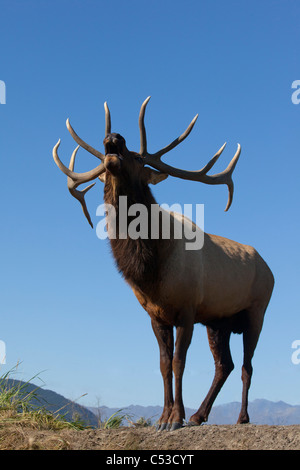 Vue rapprochée d'un Rocky Mountain Elk bull brames pendant l'automne de l'ornière au près de Portage, Southcentral Alaska. Prisonnier Banque D'Images