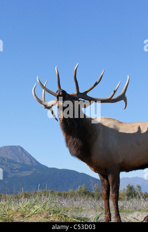 Vue rapprochée d'un Rocky Mountain Elk bull brames pendant l'automne de l'ornière au près de Portage, Southcentral Alaska. Prisonnier Banque D'Images