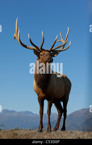 Vue rapprochée d'un Rocky Mountain Elk bull brames pendant l'automne de l'ornière au près de Portage, Southcentral Alaska. Prisonnier Banque D'Images