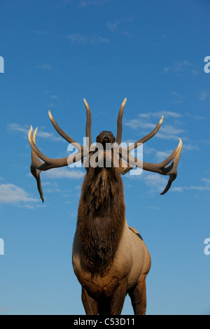 Vue rapprochée d'un Rocky Mountain Elk bull brames pendant l'automne de l'ornière au près de Portage, Southcentral Alaska. Prisonnier Banque D'Images