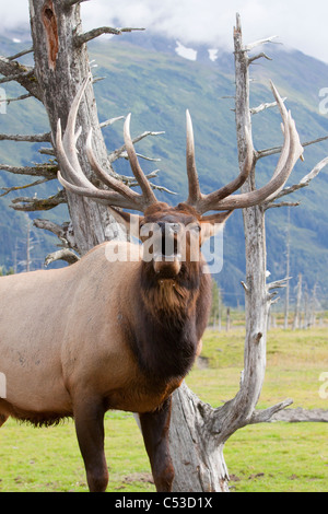 Vue rapprochée d'un Roosevelt brames mâle pendant l'automne de l'ornière au près de Portage, Southcentral Alaska. Prisonnier Banque D'Images