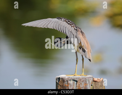 Aigrette tricolore au lissage. Banque D'Images