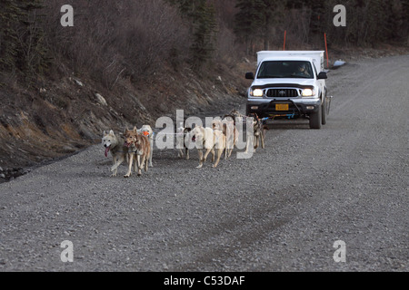Une équipe de sleddogs sont attelés jusqu'à exécuter à l'avant d'une camionnette pour leur exercice quotidien dans le parc national Denali, Alaska Banque D'Images