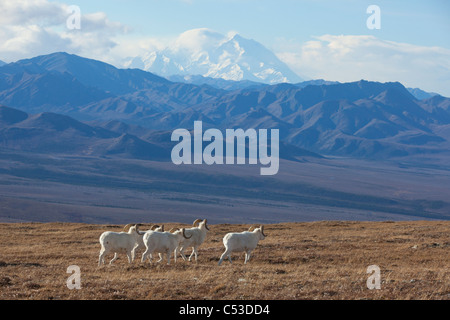 Bande de mouflons de Dall et le pâturage permanent ram dans une haute montagne prairie avec Mt. McKinley dans l'arrière-plan, l'intérieur de l'Alaska Banque D'Images