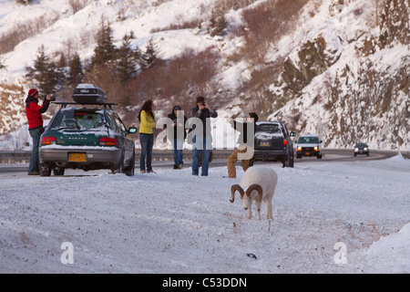 Les gens s'arrêtent le long de la Seward Highway pour photographier une ram Dall le long de la route, Turnagain Arm, Southcentral Alaska, Winter Banque D'Images