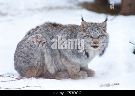 Lynx du Canada accroupi sur le sol neige dans l'Alberta, au Canada, l'hiver. Prisonnier Banque D'Images