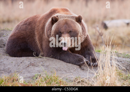 Un grizzli jette sur un monticule de terre à l'Alaska Wildlife Conservation Center avec sa langue traîner, en Alaska. Prisonnier Banque D'Images