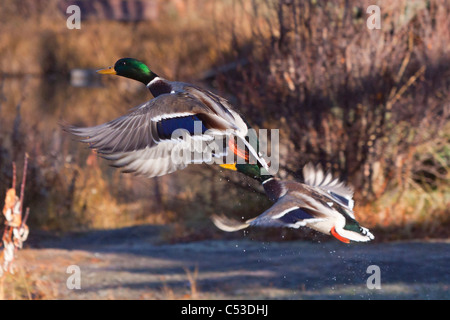 Deux canards Mallard Drake décoller d'un étang à Anchorage, Southcentral Alaska, automne Banque D'Images