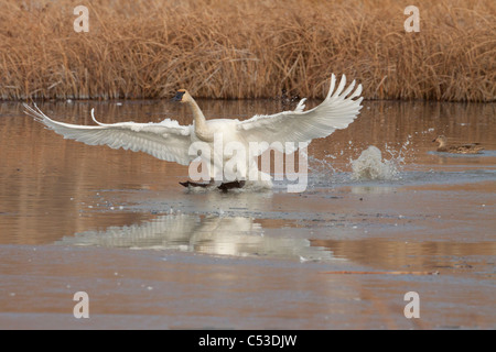 Un seul le cygne s'apprête à atterrir à Potter Marsh près d'Anchorage, Southcentral Alaska, automne Banque D'Images