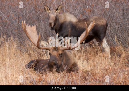 Un grand Bull Moose Pond dans l'herbe tandis qu'une femelle se trouve dans l'arrière-plan, Anchorage, Alaska Hillside Banque D'Images