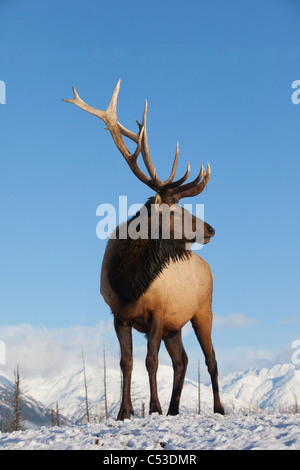 A mature le wapiti de Roosevelt se dresse sur snowcovered la masse sur une journée ensoleillée à l'Alaska Wildlife Conservation Center, Alaska. Prisonnier Banque D'Images