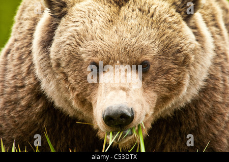 Ours brun se nourrissent de graminées carex au McNeil River State Game Sanctuary, sud-ouest de l'Alaska, l'été Banque D'Images