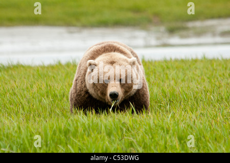 Ours brun se nourrissent de graminées carex au McNeil River State Game Sanctuary, sud-ouest de l'Alaska, l'été Banque D'Images