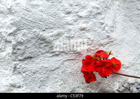 Seule Fleur de géranium contre un mur blanc Banque D'Images