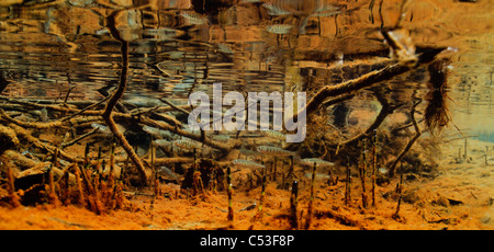 Vue sous-marine d'alevins de saumon coho et épinoche à trois épines dans l'élevage du ruisseau d'alimentation, Delta de la rivière Copper, Alaska Banque D'Images
