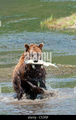 Ours brun prend un poisson dans Chinitna Bay, Lake Clark National Park, Southcentral Alaska, l'été Banque D'Images