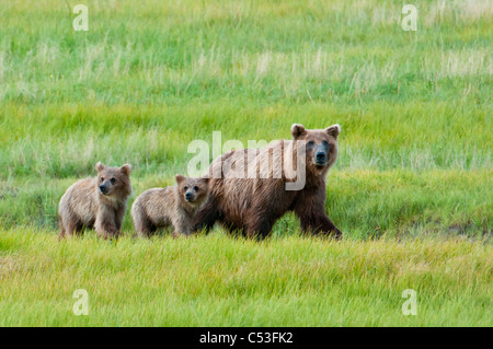 Brown Bear sow marche avec ses petits dans un pré herbeux, Chinitna Bay, Lake Clark National Park, Southcentral Alaska, l'été Banque D'Images