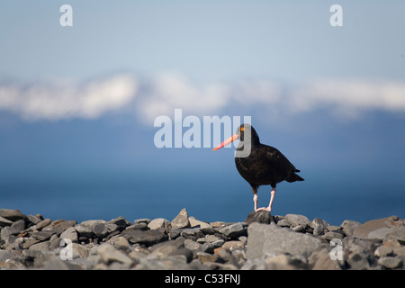 Huîtrier perché sur les rochers, Prince William Sound, Southcentral Alaska, l'été Banque D'Images