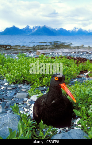 Huîtrier sur son nid montrant 4 oeufs avec le Port Gravina et Chugach montagnes en arrière-plan, le Prince William Sound, Alaska Banque D'Images